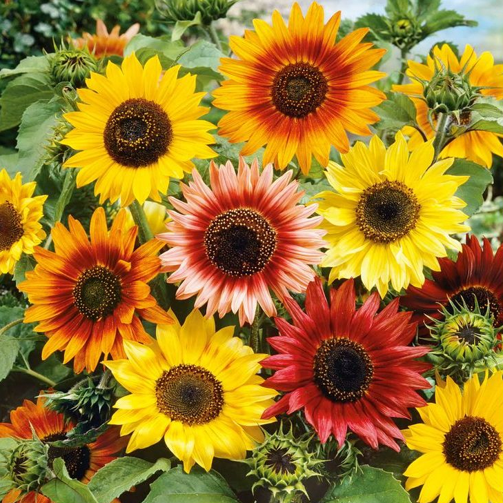 Sementes Girassol Sortido Bonito de Outono