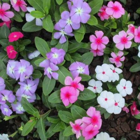 Sementes Vinca Sortida Boa Noite em Oferta na Shopee