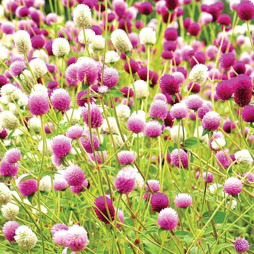 Sementes Perpetua Sortida ou Gonfrena Globosa em Oferta na Shopee