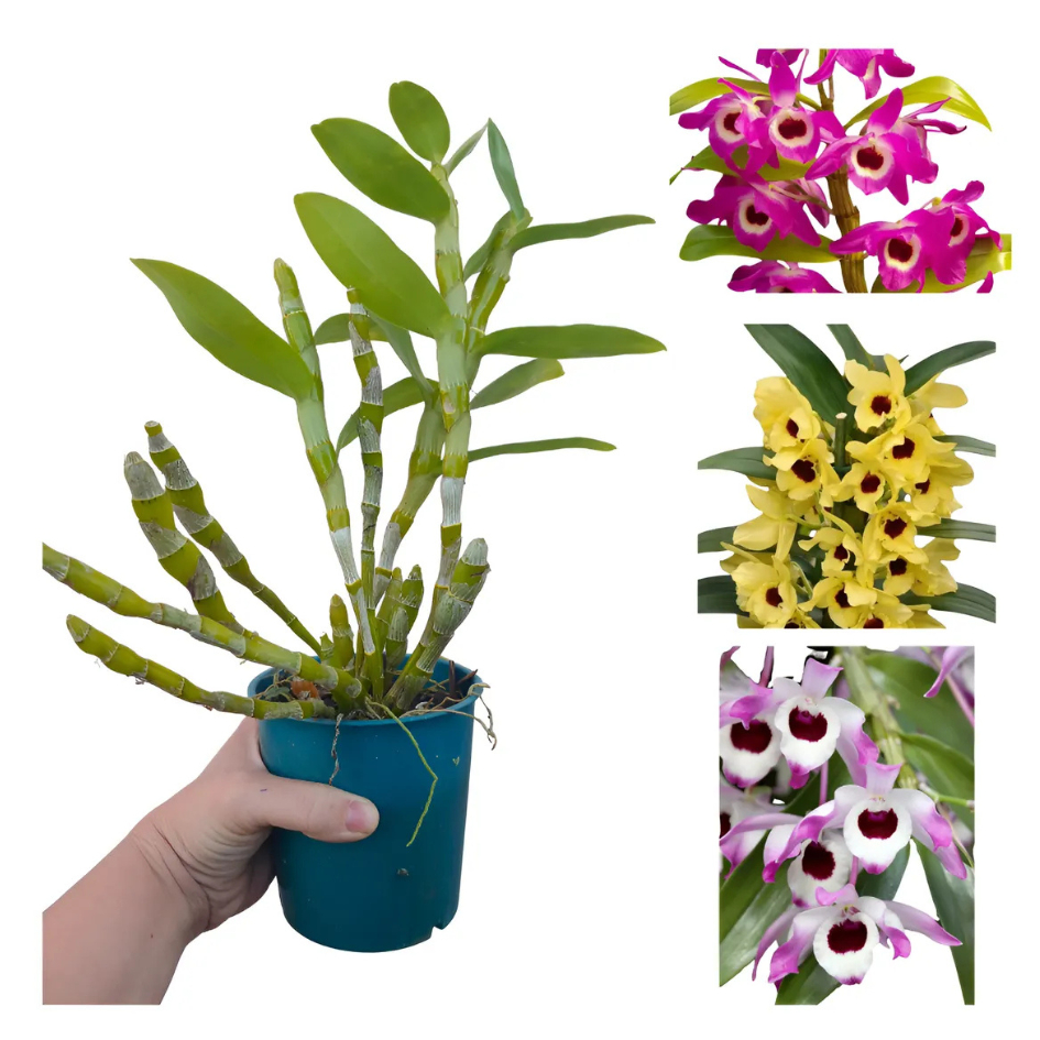 Orquídea Olho de Boneca Dendrobium: Onde Comprar | BuscaProdutos