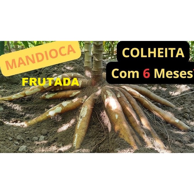 5 Ramas De Mandioca Frutada Doce In-natura mandioca doce Raridade