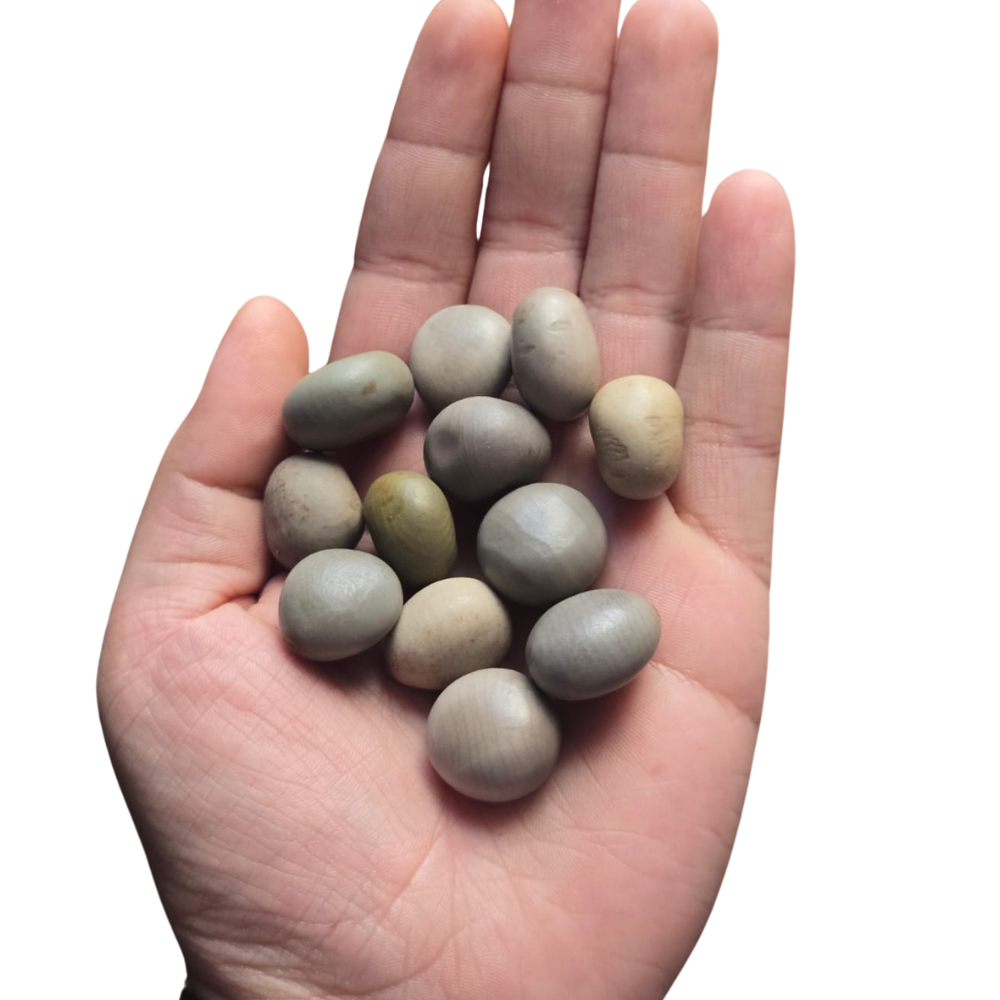 Fava De Oxossi - Unidade / 8 Unidades — imagem 2 de 2