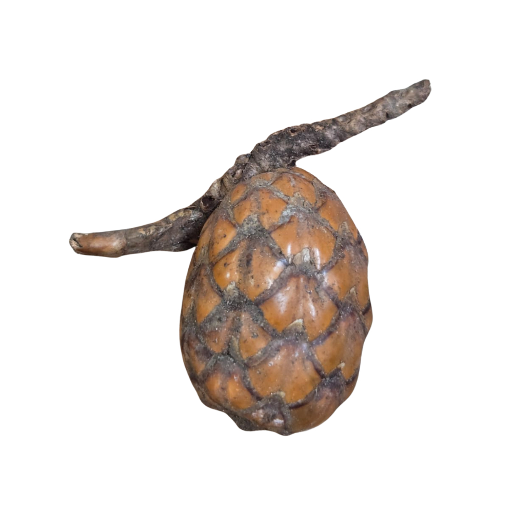 Fava Pinha Oxossi - Unidade / 3 Unidades / 6 Unidades