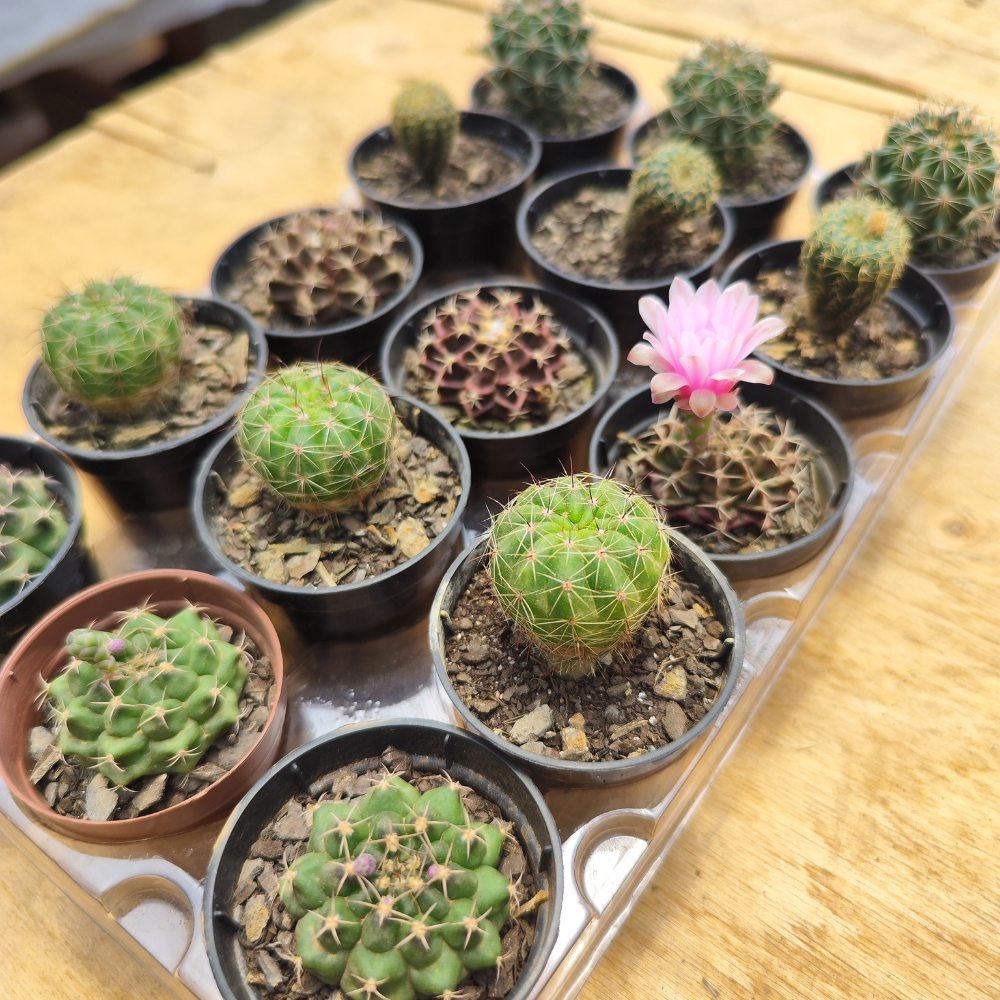 Kit com 15 Mini Cactos Variados Para Decoração Cultivo Lembrancinha Vaso/Pote 6