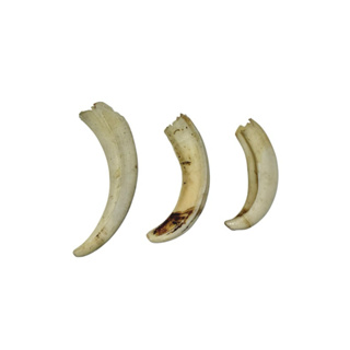 Dente Natural - 1 Unidade em Oferta na Shopee