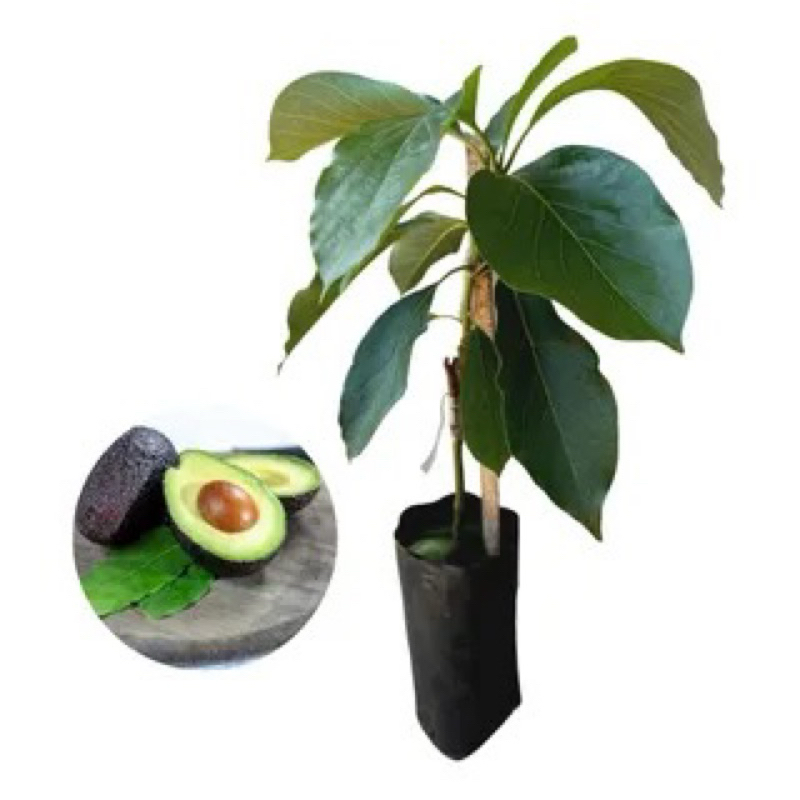 Muda de abacate entre 60 a 90 cm