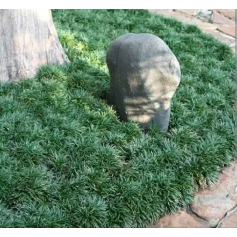 mini grama pelo de urso kit 100 mudas melhor preço