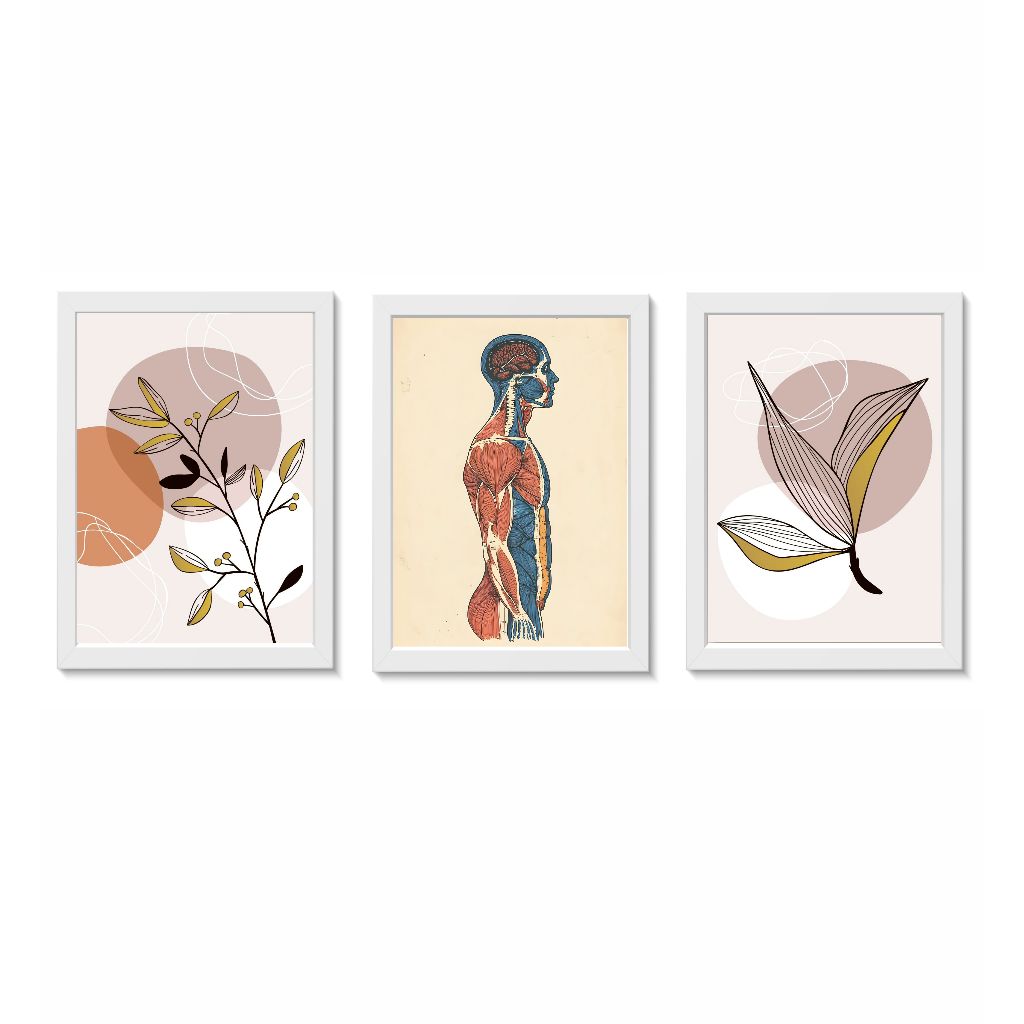 Kit 3 Quadros Decorativos Anatomia do Corpo Humano  Molduras 20x30cm Madeira Vidro Branca