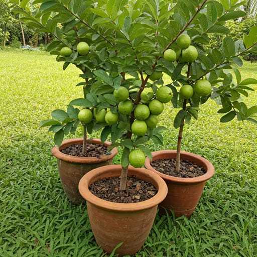 Sementes de Goiaba Gigante Para Vasos