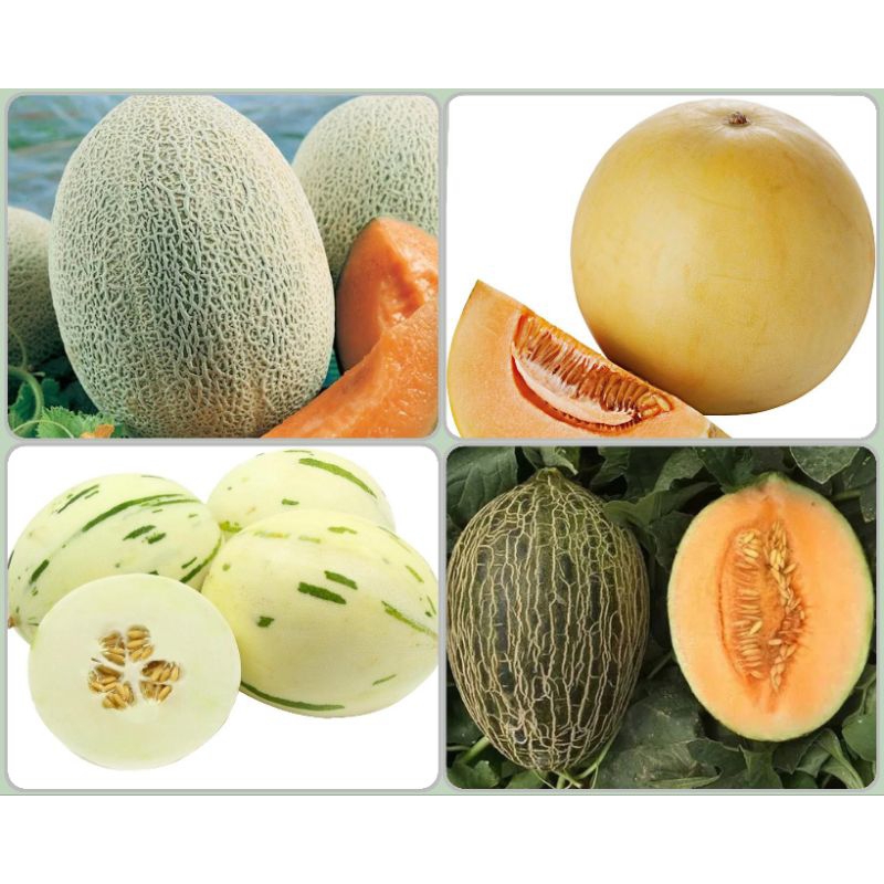 200 Sementes 4 Espécies: Melão Japonês + Melão  Dino + Melão Orange + Melão Pele de Sapo.