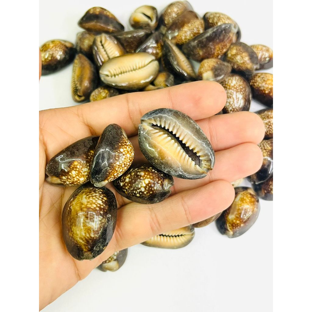 Búzios Africanos Fechados: Onde Comprar | BuscaProdutos