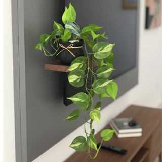 Pendente Folhagem Jiboia Artificial siliconada com vasinho de plástico – 70cm em Oferta na Shopee