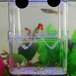 Criadeira Acrílica Incubadora para Peixes