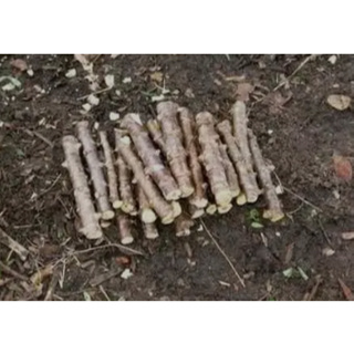 6 MUDAS DE 30CM MANIVAS DE MANDIOCA AIPIM E MACAXEIRA QUALIDADE  BRANCA E MACIA 12 COVAS em Oferta na Shopee