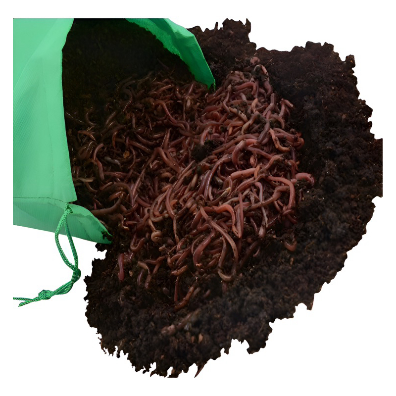 100 minhocas californianas vermelhas ótimas para compostagem , tamanha medio