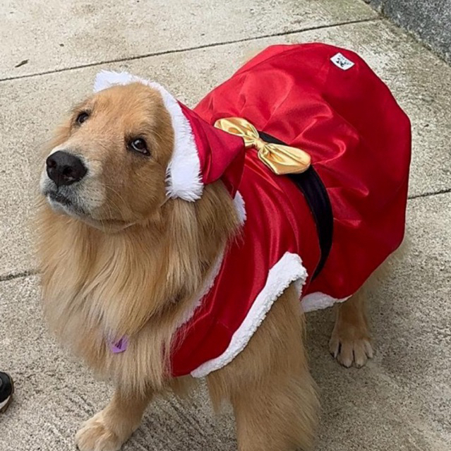 Fantasia Cachorro Grande - Comprar com Melhor Preço em Acessórios para Animais de Estimação