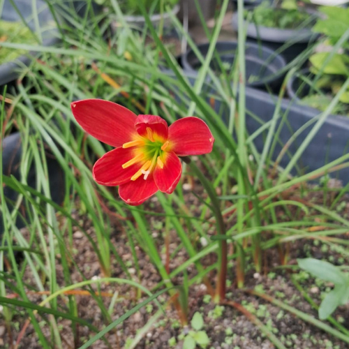 Junquilho Vermelho: Onde Comprar | BuscaProdutos