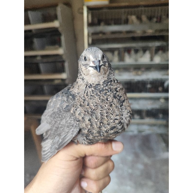 O que é Codorna Gigante? Guia e Onde Comprar | BuscaProdutos