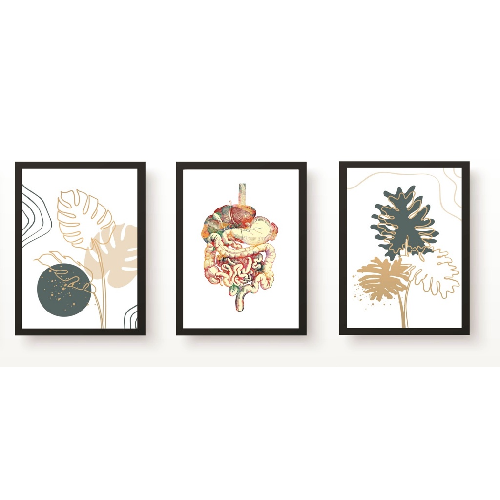 Kit 3 Quadros Decorativos Consultório Médico Sistema Digestivo 20x30cm Molduras Madeira Vidro