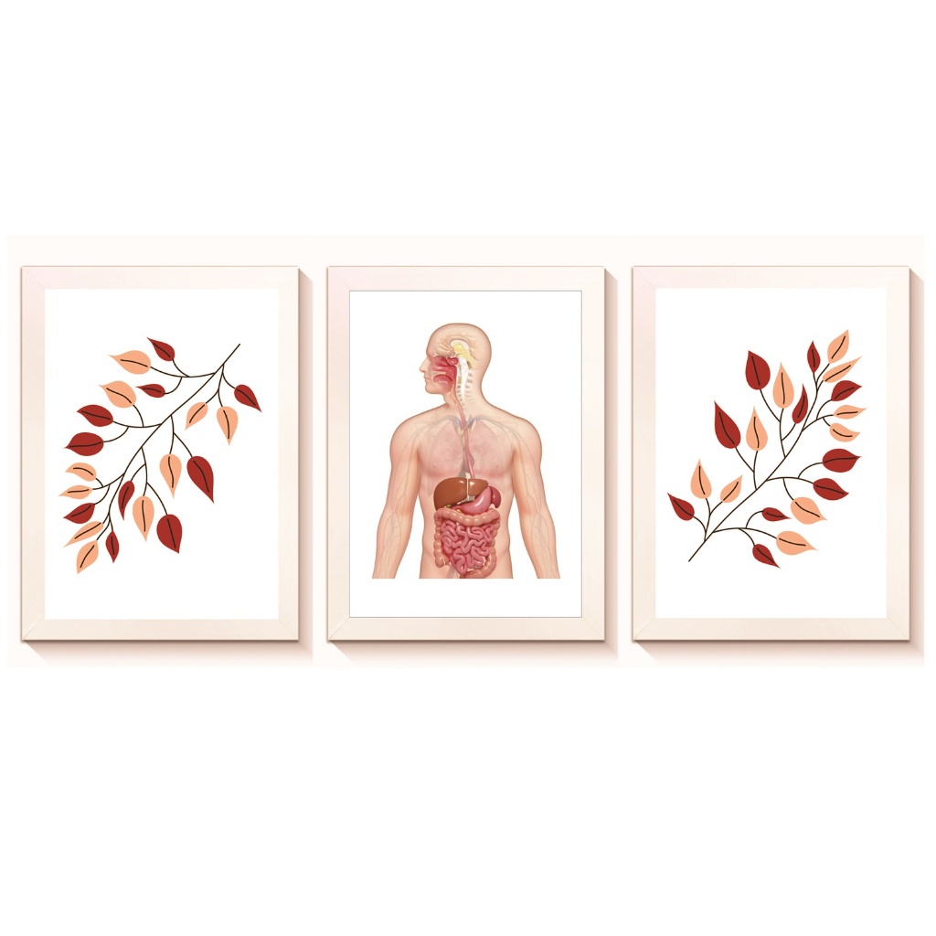 Kit 3 Quadros Decorativos Consultório Médico Sistema Digestivo 20x30cm Moldura Madeira Vidro