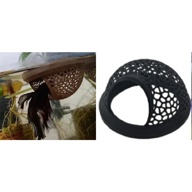 Bettas: Guia Completo e Onde Comprar | BuscaProdutos