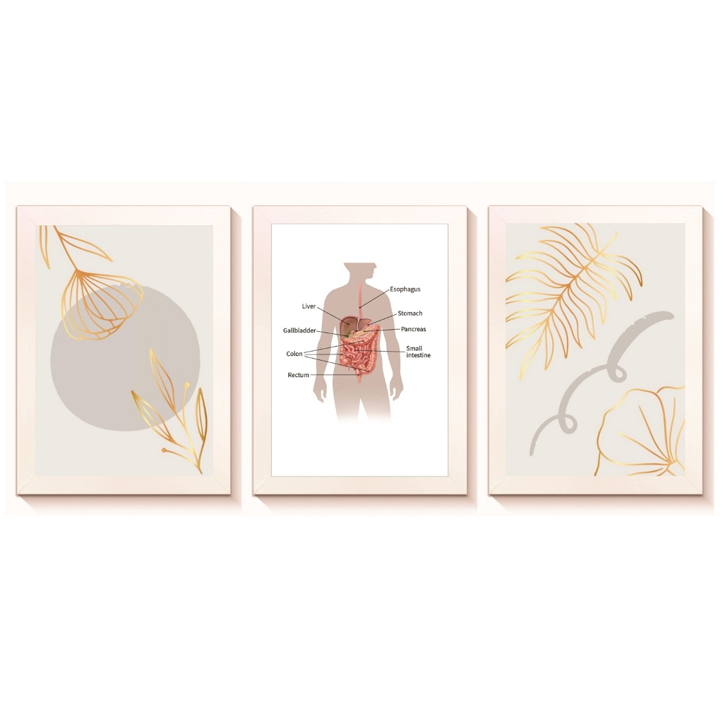 Kit 3 Quadros Decorativos Sistema Digestivo Tamanho 20x30cm Molduras Madeira Vidro Cor Brancas