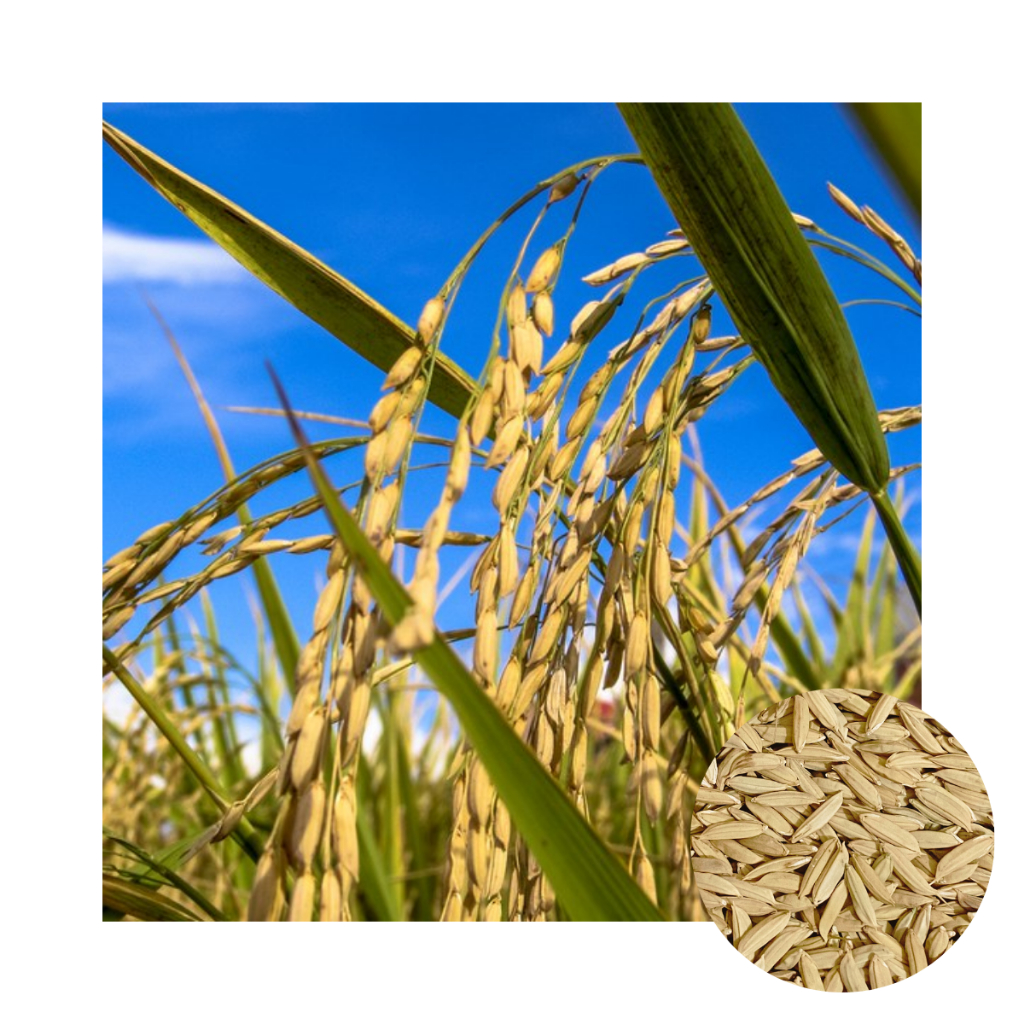 Arroz Agulhinha 5kg: Onde Comprar | BuscaProdutos