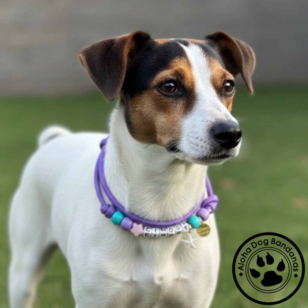 Coleira de Miçanga para Cachorro - Comprar com Melhor Preço em Acessórios para Animais de Estimação