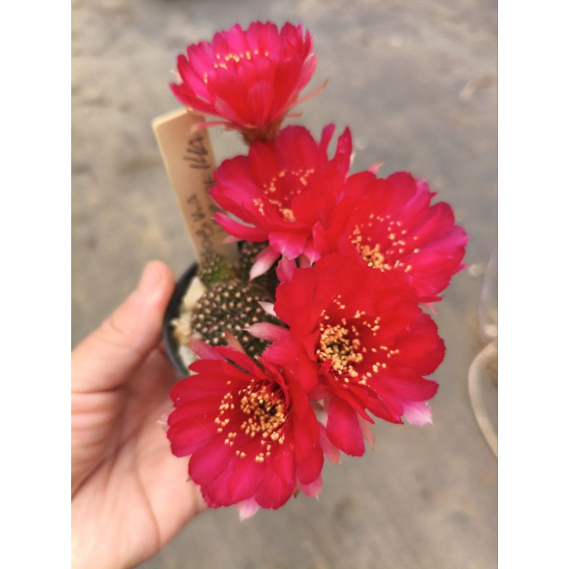 Lobivia RED vermelha em Oferta na Shopee