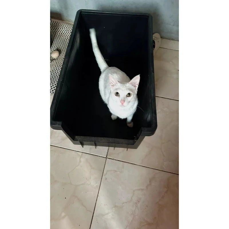 Caixa de Areia para Gato Pet Plástica Grande 61 Litros Resistente — foto 2