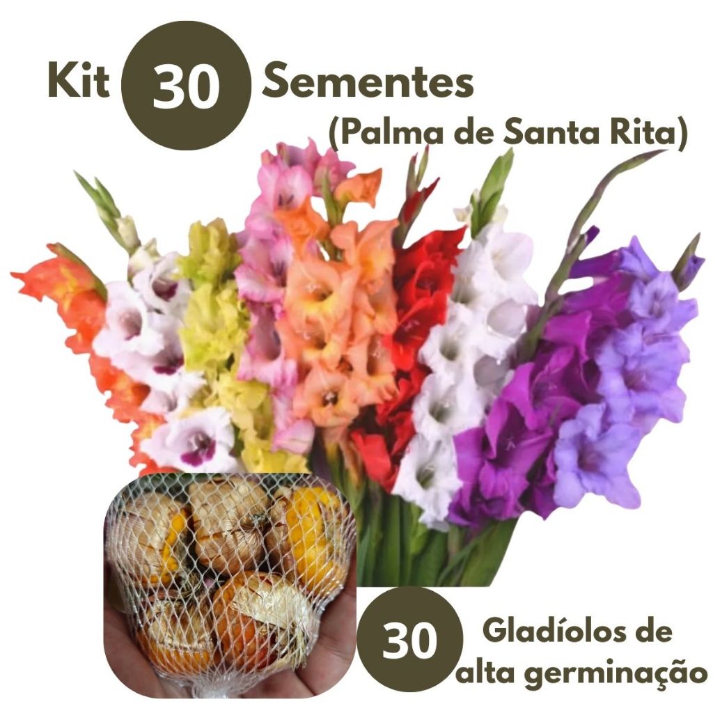 Flor Palma de Santa Rita: Onde Comprar | BuscaProdutos
