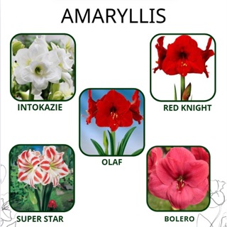 Amaryllis Variadas – Flores Gigantes e Cores Deslumbrantes  Kit Surpresa de Cores – Beleza e Sofisticação em Cada Flor! em Oferta na Shopee
