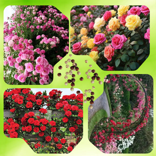 Sementes S3 de  Rosas Trepadeiras Diversas Cores sortidas em Oferta na Shopee