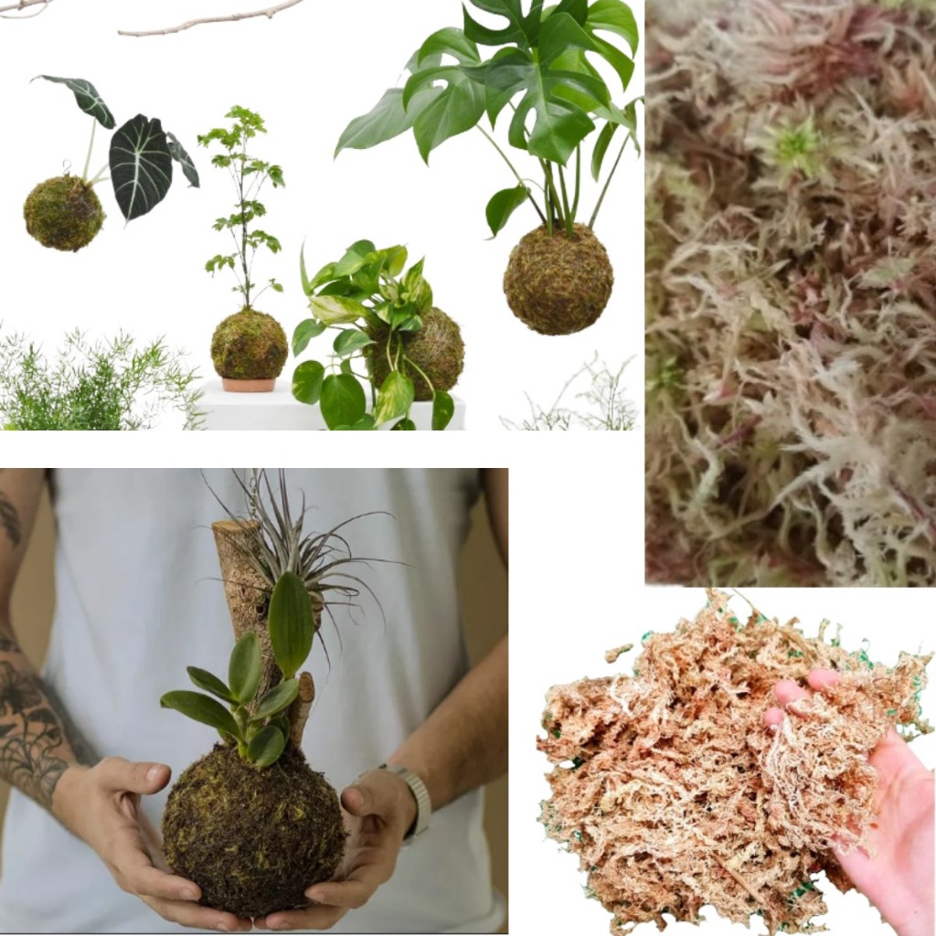 Sphagnum Musgo Natural 150g Seco Orquídeas Carnívoras Suculentas Kokedama Terrário Substrato