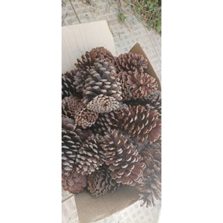 50 Pinhas Naturais com AVARIAS, recomendada para Pet, roedores ou aves envio imediato em Oferta na Shopee