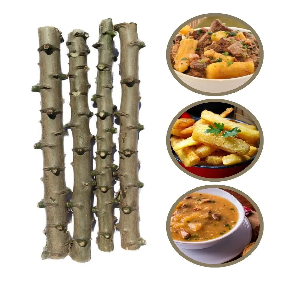 O que é Maniva Mandioca Brs 429? Guia e Onde Comprar | BuscaProdutos