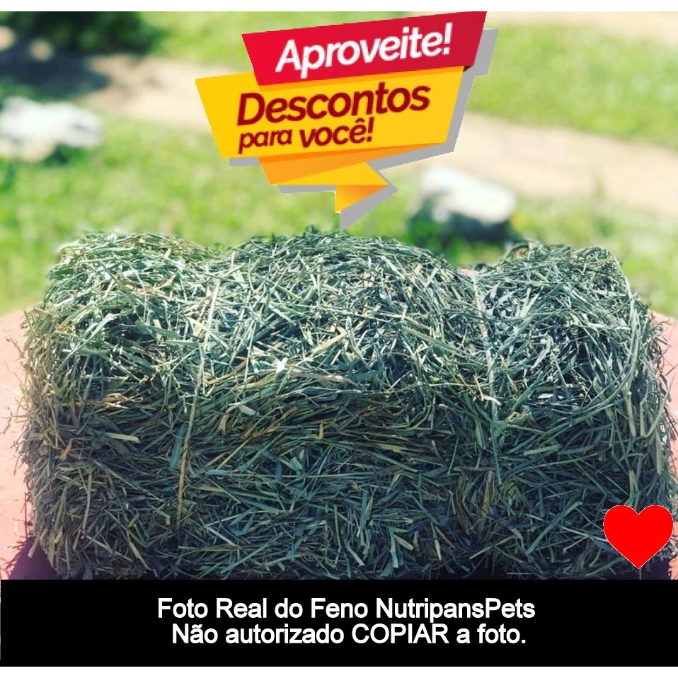 3kg Feno Tifton selecionado premium fresco verde cheiroso coelhos chinchila hamister porquinho india
