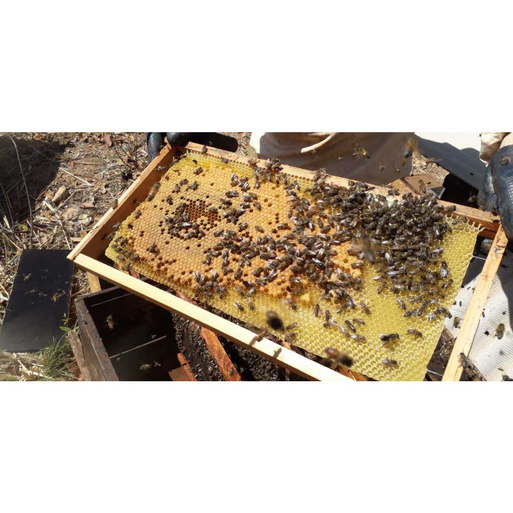 Cera de abelha alveolada 100% pura 1 KG em Oferta na Shopee