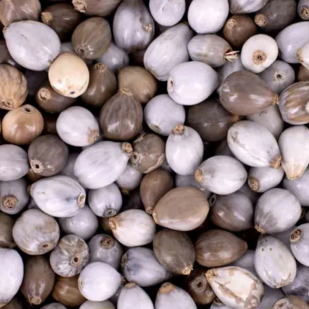 250 UNID SEMENTE LAGRIMA DE NOSSA SENHORA . em Oferta na Shopee