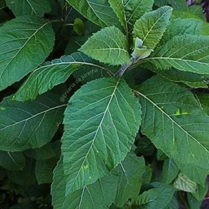 Boldo Baiano: Guia Completo e Onde Comprar | BuscaProdutos