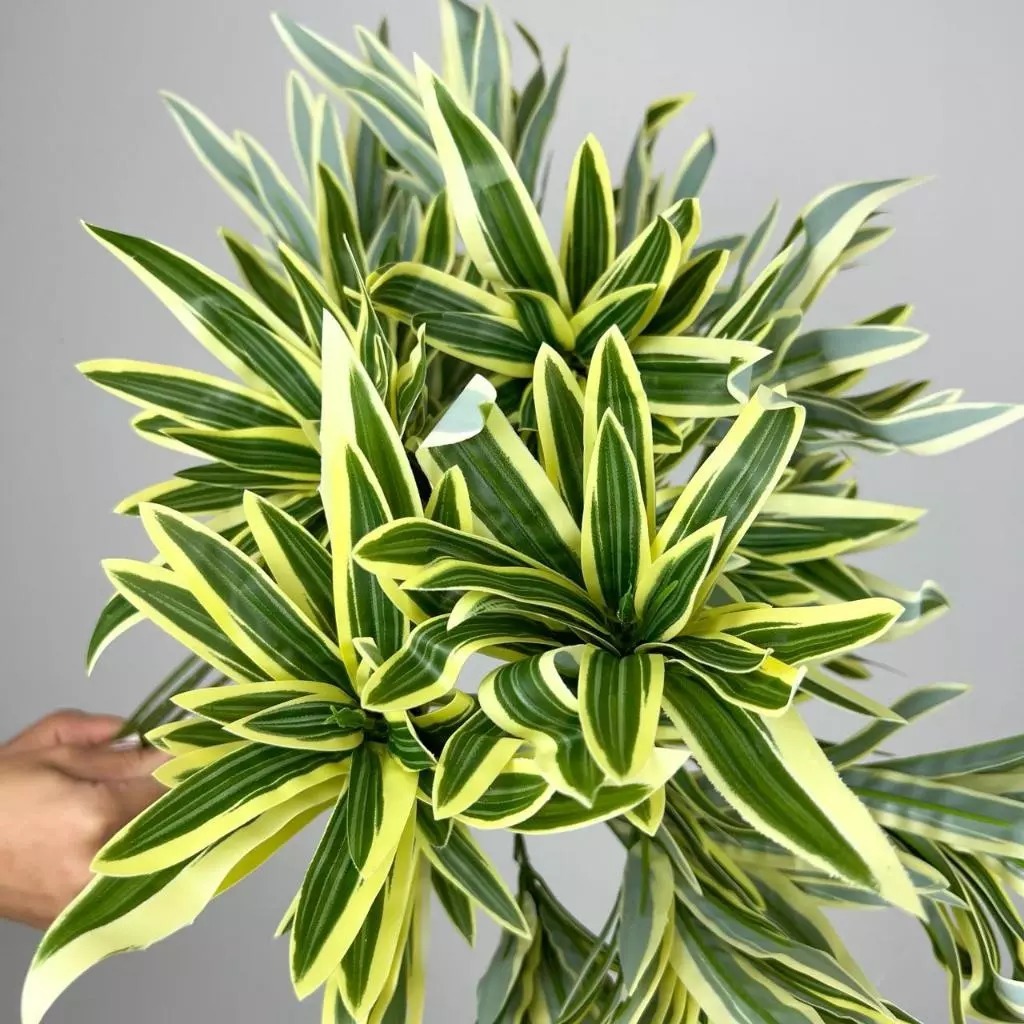 Planta Artificial Dracaena c/ 3 Botões Decoração de Casamentos, Restaurante de Casa - MY802978