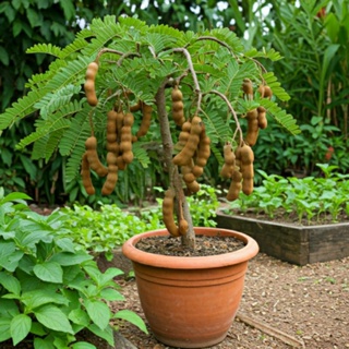 kit SEMENTES TAMARINDO para Vasos plante terra horta adubo OFERTA RELÂMPAGO em Oferta na Shopee