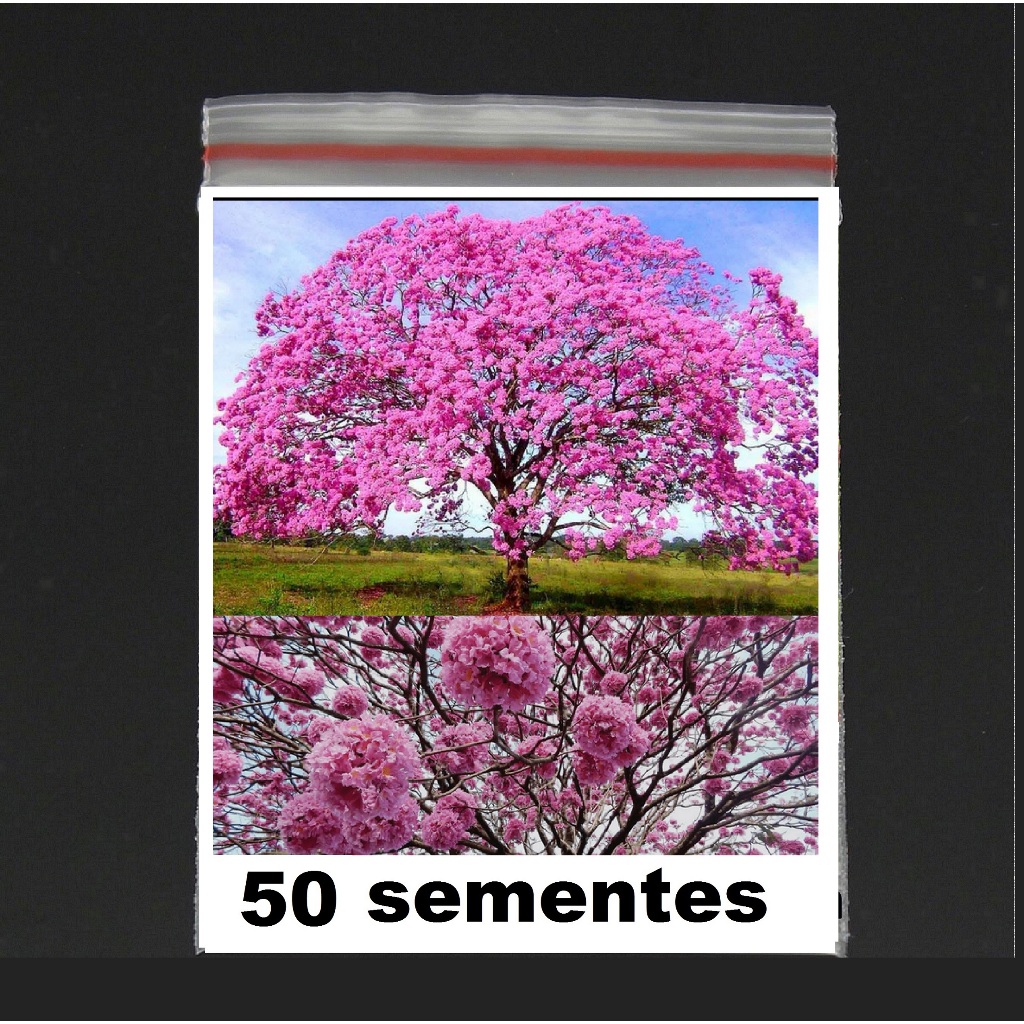 50 sementes ipê rosa bola handroanthus impetiginosus acompanha substrato