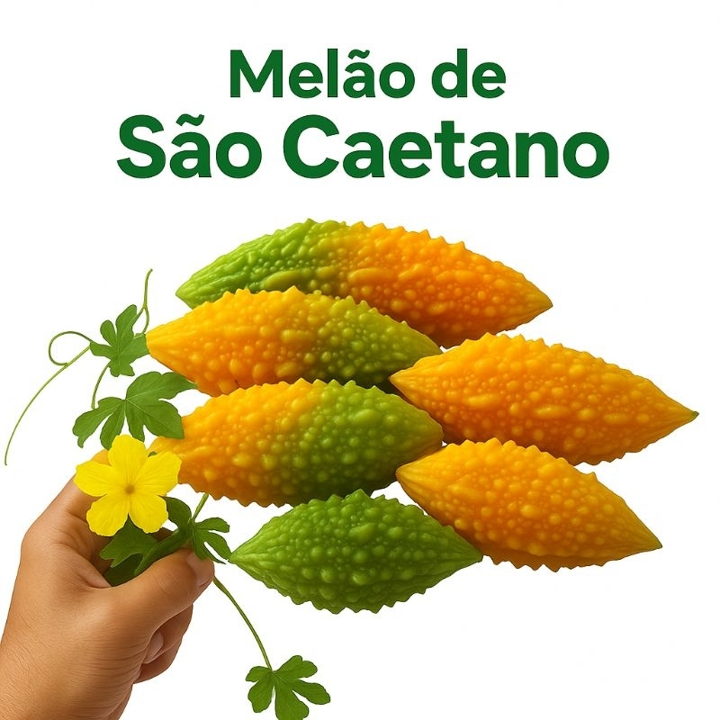 🌿 30 Sementes de São Caetano – Planta Medicinal Tradicional e Fácil de Cultivar 🌿