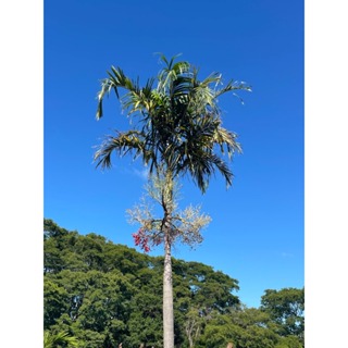 Muda de Palmeira Carpentária em Oferta na Shopee