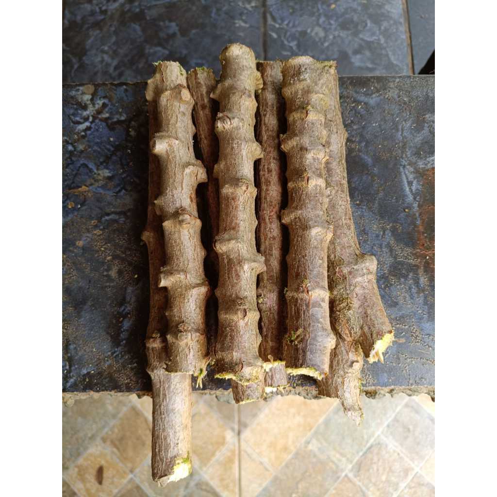 Semente Cacau: Guia Completo e Onde Comprar | BuscaProdutos