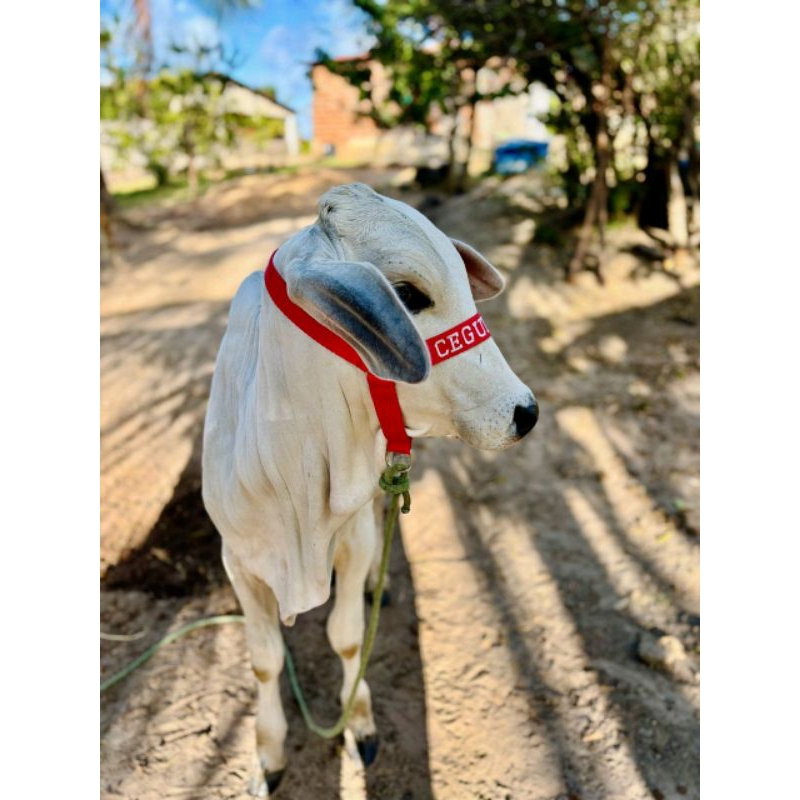 cabresto personalizado para bezerros, burçal personalizado com nome de sua preferência, entrega imediata em Oferta na Shopee