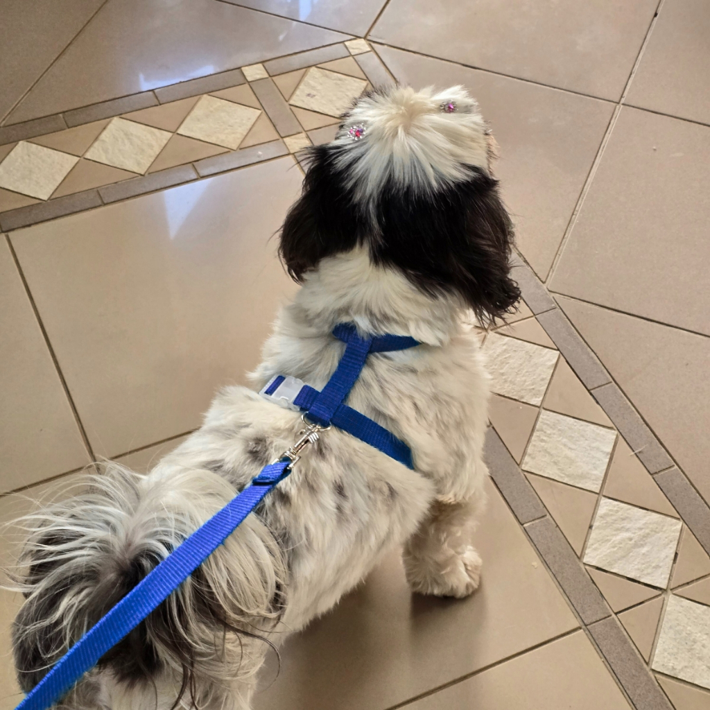 Peitoral Para Caes Cachorro Porte Pequeno Mabuu Pet Tamanho P Ideal Para Filhotes e Caes Pequenos
