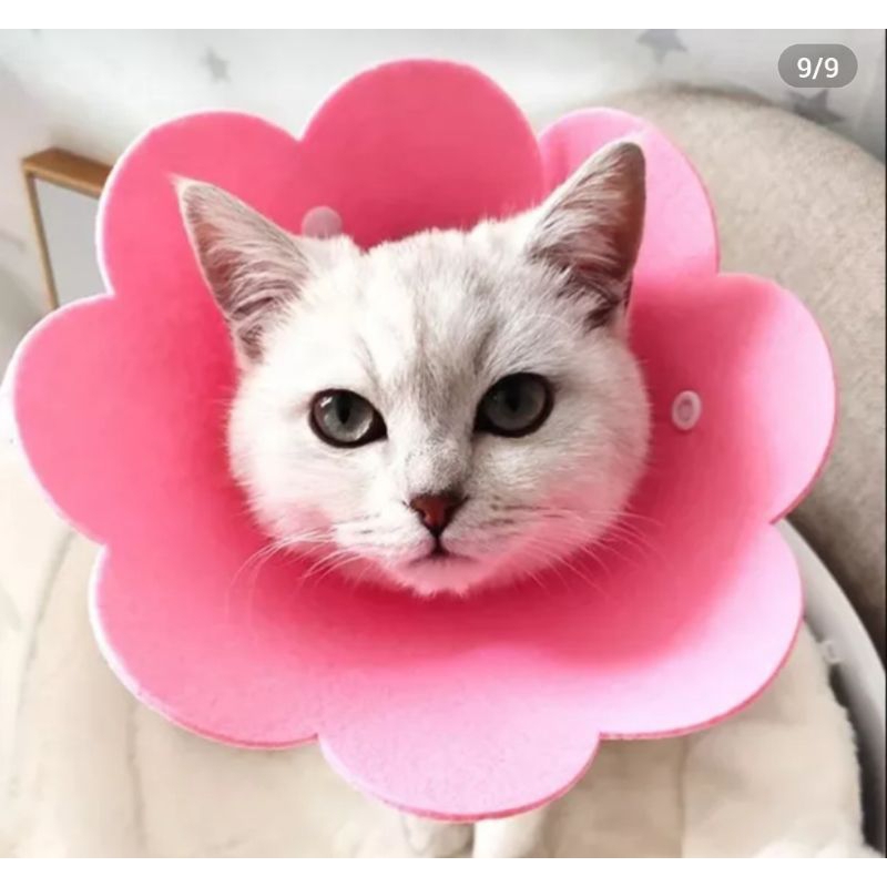 Colar R O S A Elizabetano Formato Flor Ajustável Anti-Lambida e Anti-Mordida Segurança Pet