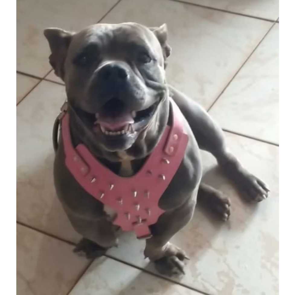 peitoral cravejado espigão com Spike em couro legitimo+ guia de corda 14mm com amortecedor
